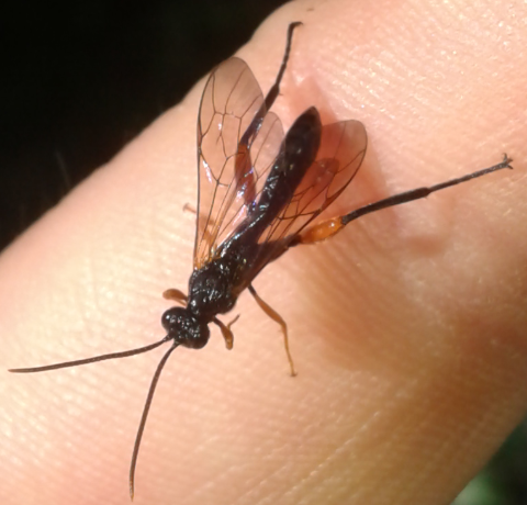 Ichneumonidae: Phaenolobus sp., maschio